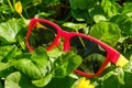 Grass sunglasses summer sun green. fashion