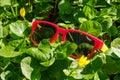Grass sunglasses summer sun green. hipster