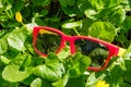 Grass sunglasses summer sun green. glasses