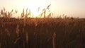 Grass sunlight at dawn morning summer. Nature field brown and yellow spikelet grass steadicam shot motion video
