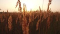 Grass sunlight at dawn morning summer. Nature field brown and yellow spikelet grass steadicam shot motion video