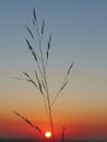 Grass sunrise lonely time Royalty Free Stock Photo