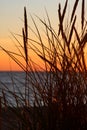 Grass and sunset Royalty Free Stock Photo