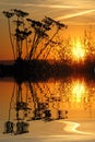 Grass in the sunset above water with reflection