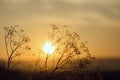 Grass at sunset against the sun Royalty Free Stock Photo