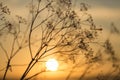 Grass at sunset against the sun