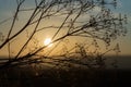 Grass at sunset against the sun Royalty Free Stock Photo