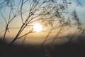 Grass at sunset against the sun Royalty Free Stock Photo