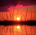 Grass on sunset background near water Royalty Free Stock Photo