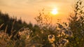 Grass with sunset background