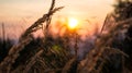 Grass with sunset background