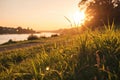 Grass in sunset backlight. Warm tone Royalty Free Stock Photo