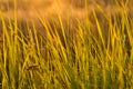 Grass at sunset