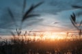 Grass in the Sunset and Evening Royalty Free Stock Photo