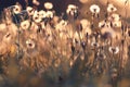 Grass at sunset meadow