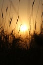 Grass sunset over the skys black.nes