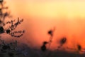 Grass at sunset. The photo is out of focus Royalty Free Stock Photo