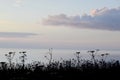 Yarrow and Grass against pale evening sky Royalty Free Stock Photo