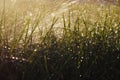 grass at sunset shot against the sun, with splashes of water from the fountain Royalty Free Stock Photo