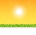 Grass on the Sunshine Rays Royalty Free Stock Photo