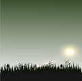 Grass with sunshine silhouette Royalty Free Stock Photo