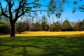 The grass sunshine and trees Royalty Free Stock Photo