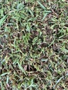 Grass surface material after cutting