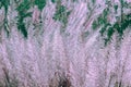 The grass swayed by the wind Royalty Free Stock Photo