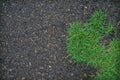 Grass and tarmac Royalty Free Stock Photo