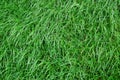 Grass texture Royalty Free Stock Photo