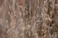 Grass texture abstract patterns, Exploring the Essence