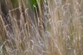 Grass texture abstract patterns, Exploring the Essence