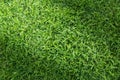 Grass texture background for golf course, soccer field or sports concept design. Natural green grass Royalty Free Stock Photo