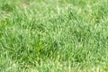 Grass texture or background. Green grass texture from field. Meadow with fresh green plants or herbs. Texture concept Royalty Free Stock Photo