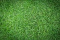 Grass texture or grass background. green grass for golf course, soccer field or sports background concept design. Royalty Free Stock Photo