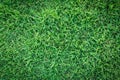 Grass texture or grass background. green grass for golf course, soccer field or sports background concept design. Royalty Free Stock Photo