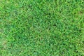 Grass texture or grass background. green grass for golf course, soccer field or sports background concept design. Royalty Free Stock Photo