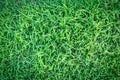 Grass texture or grass background. green grass for golf course, soccer field or sports background concept design. Royalty Free Stock Photo