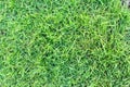 Grass texture or grass background. green grass for golf course, soccer field or sports background concept design. Royalty Free Stock Photo