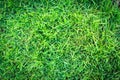 Grass texture or grass background. green grass for golf course, soccer field or sports background concept design. Royalty Free Stock Photo