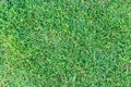 Grass texture or grass background. green grass for golf course, soccer field or sports background concept design. Royalty Free Stock Photo