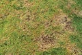 Grass texture. grass background. patchy grass, lawn in bad condition and need maintaining, Pests and disease cause amount of damag