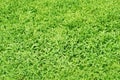 Grass texture background. Grass surface for product display arrangement. Green Background,