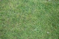 Grass texture - close-up of a fragment of slightly worn grass