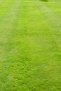 Grass texture from close up of a neat mown lawn background