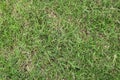 Grass texture Royalty Free Stock Photo