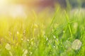 Grass texture. Fresh green spring grass with dew drops background, closeup. Sun. Soft Focus. Abstract Nature spring Background, s Royalty Free Stock Photo