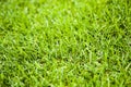 Grass texture. Freshly cut green grass background. Natural grass. Trimmed lawn. Royalty Free Stock Photo
