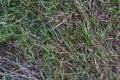 Grass Texture Ground Green Dead Blades Detail Background Nature