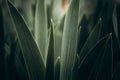 Elymus repens wheatgrass, wheat grass, couch grass texture. A lot of green grass stalks with long leaves. Herbaceous